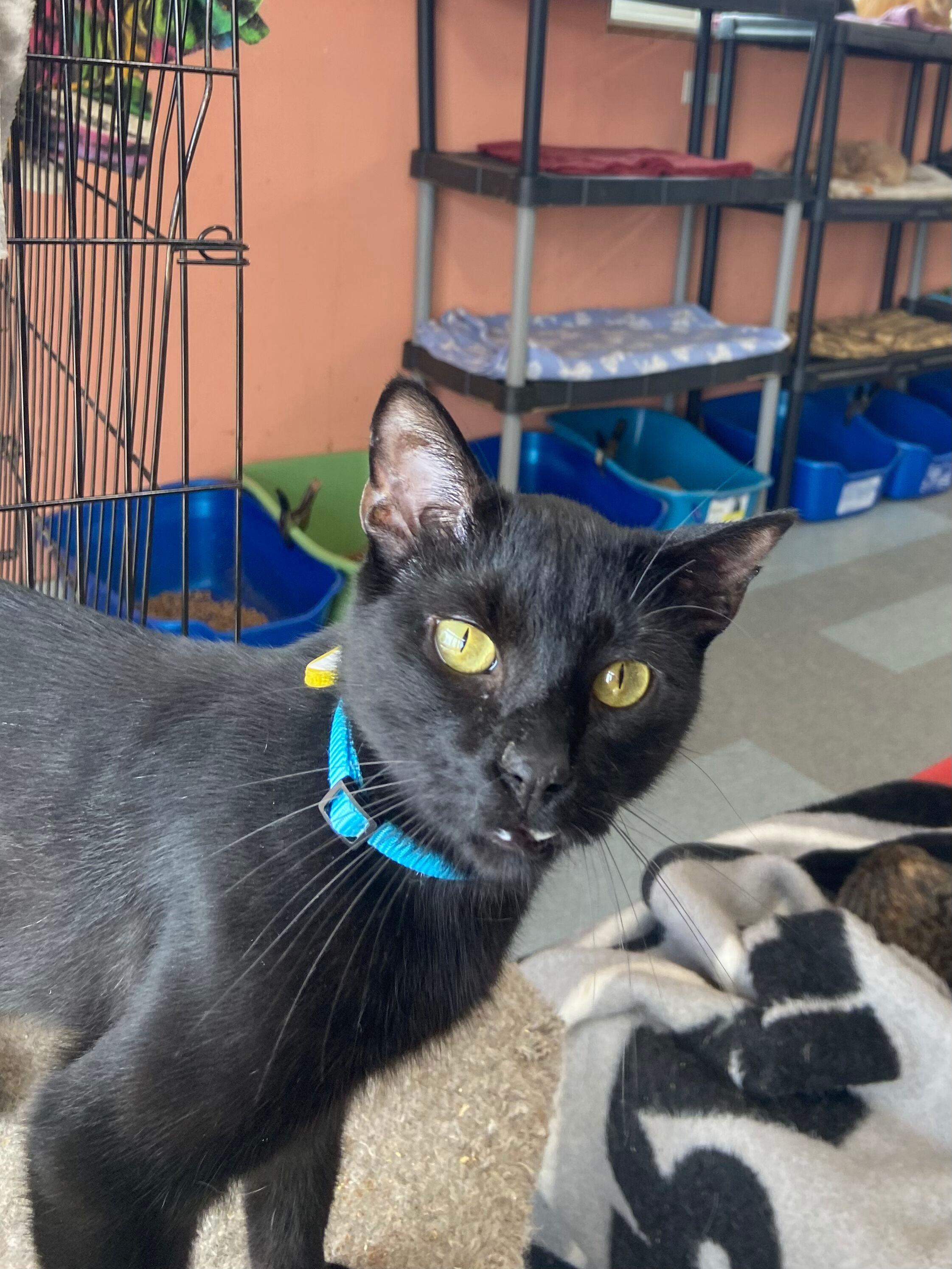 Cisco, a Adoptable Domestic Short Hair in Peru, IN image 2/6
