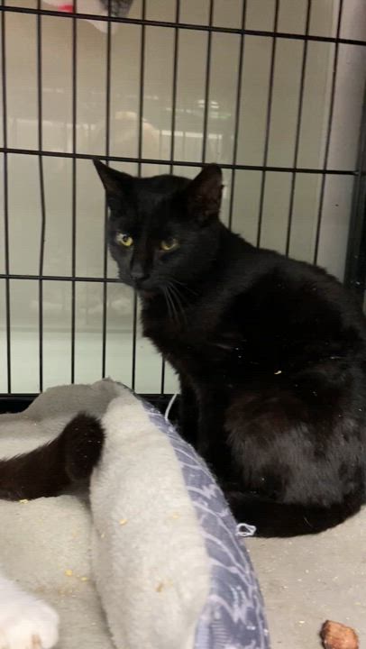 Enlarge Cisco, a Adoptable Domestic Short Hair in Peru, IN video 6/6