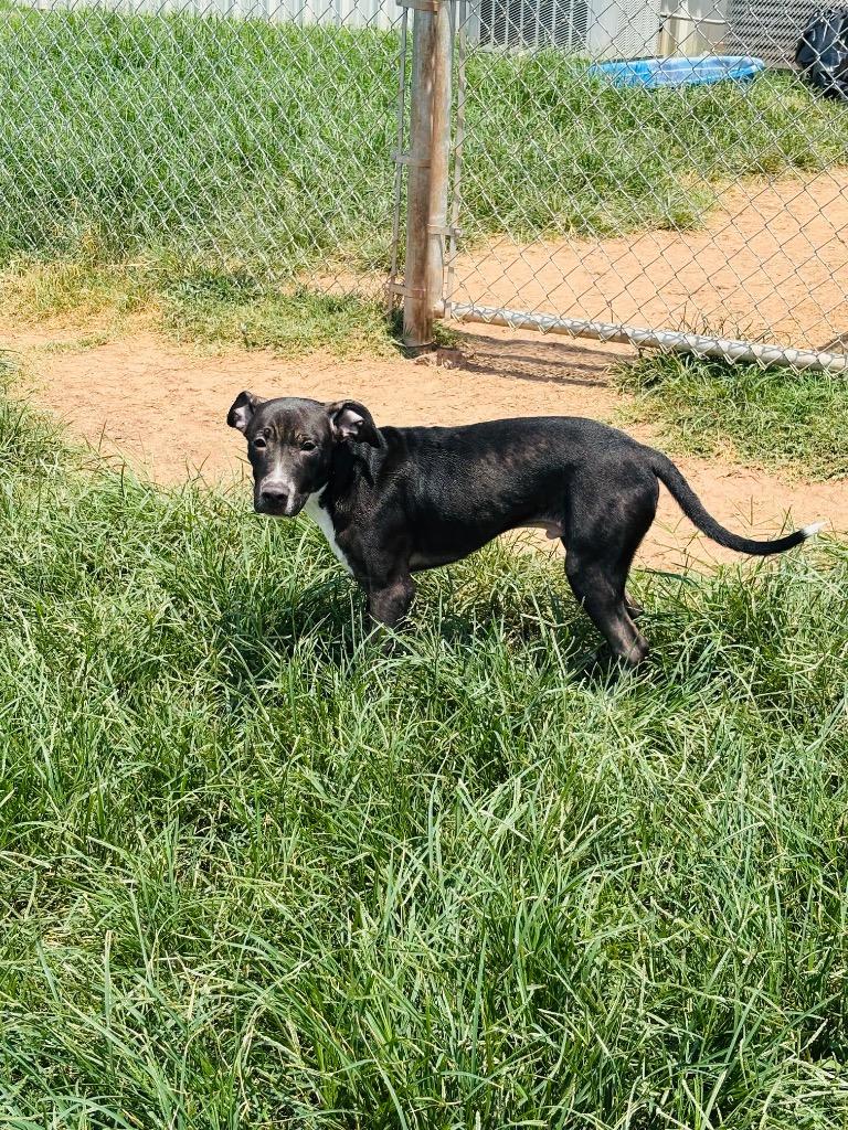 Phil, Adoptable, Young Male Mixed Breed.