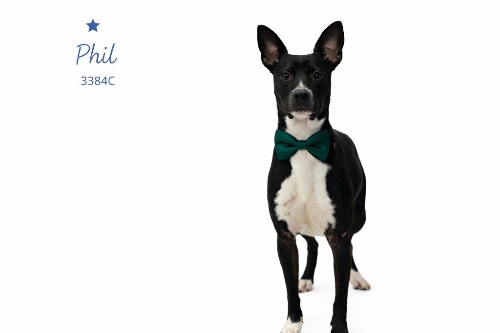 Enlarge Phil, a Adoptable Mixed Breed in Bossier City, LA image 1/3