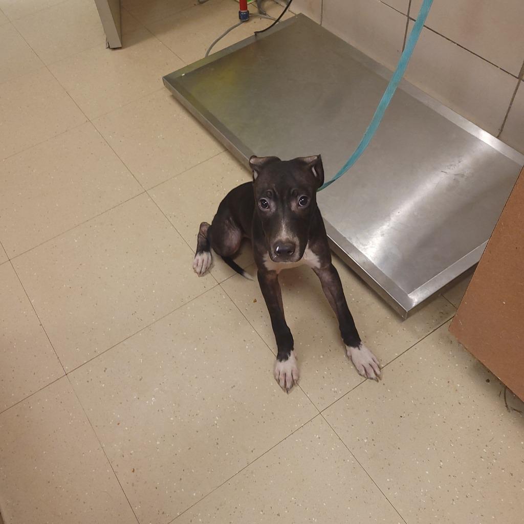 Enlarge Phil, a Adoptable Mixed Breed in Bossier City, LA image 2/2