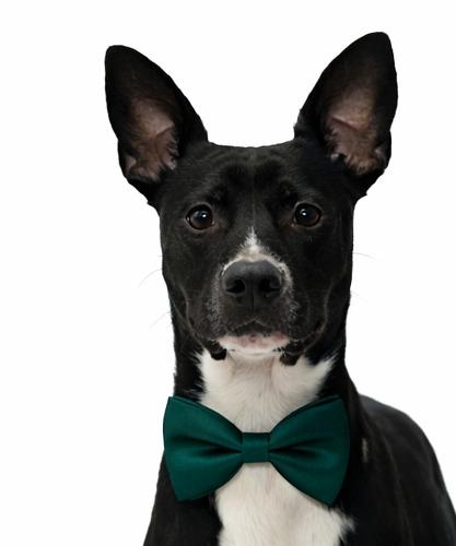 Enlarge Phil, a Adoptable Mixed Breed in Bossier City, LA image 2/3