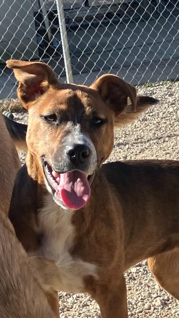 Enlarge Sara, a Adoptable Mixed Breed in Batesville, AR image 1/1