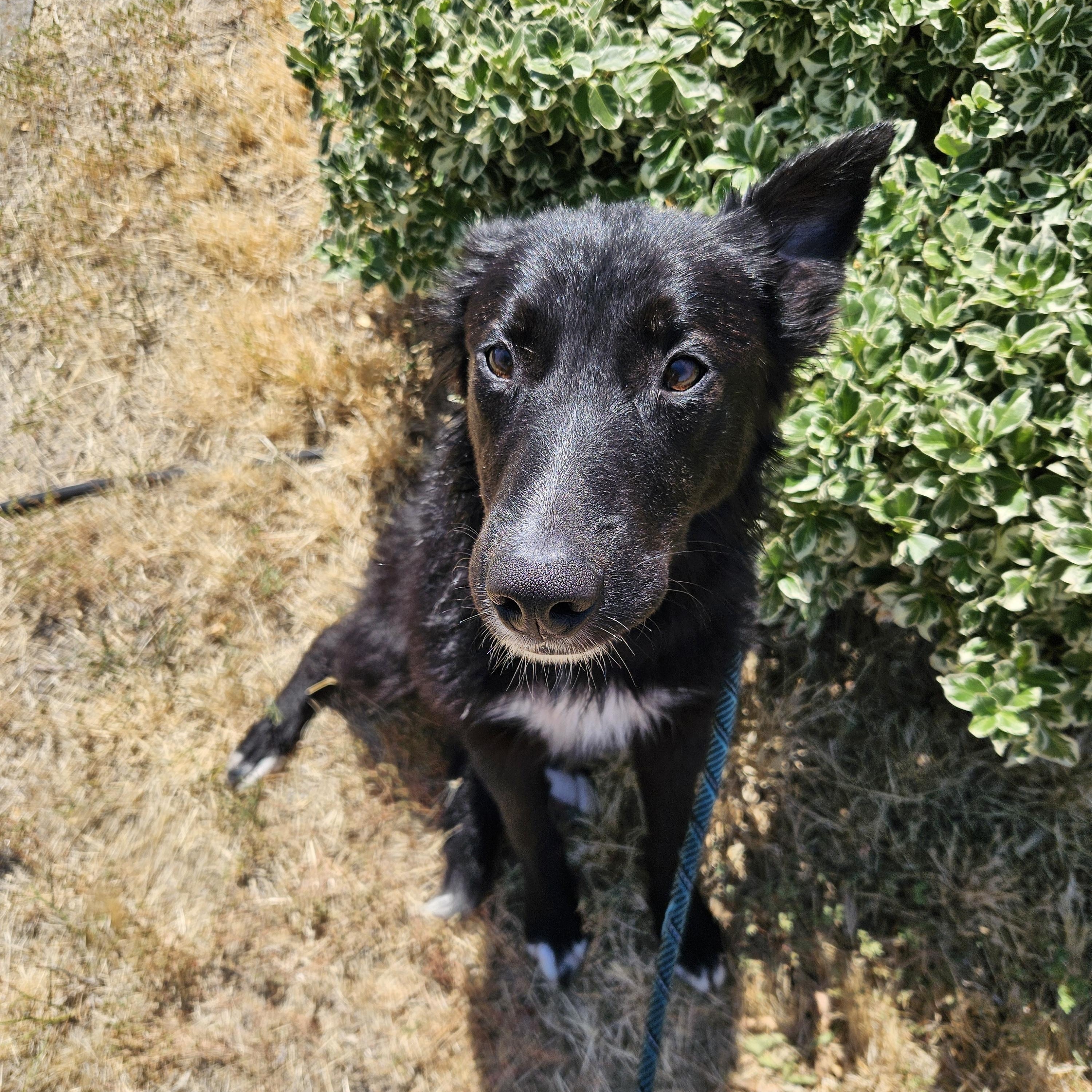Starfire, ADOPTABLE, Young Female Border Collie.
