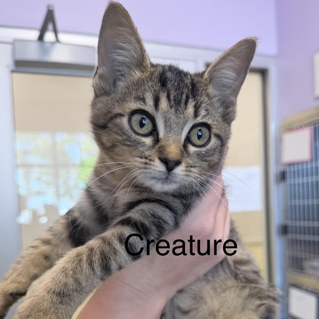 Creature photo
