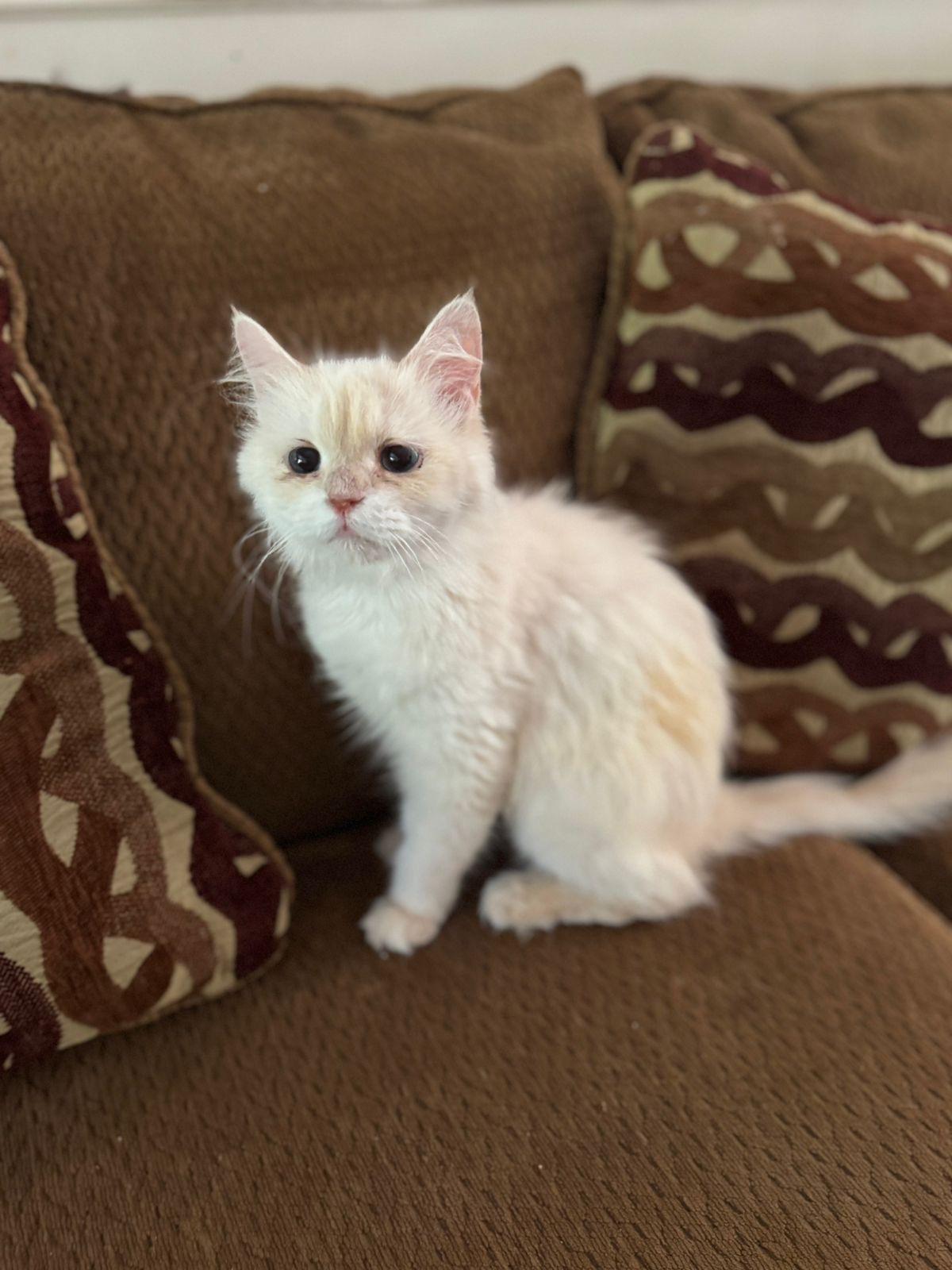 Oliva- Flame Point Ragdoll, an adoptable Ragdoll in Woodbridge, ON, L4l 1j7 | Photo Image 1