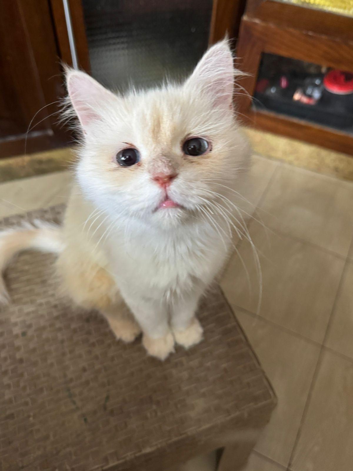 Oliva- Flame Point Ragdoll, an adoptable Ragdoll in Woodbridge, ON, L4l 1j7 | Photo Image 2