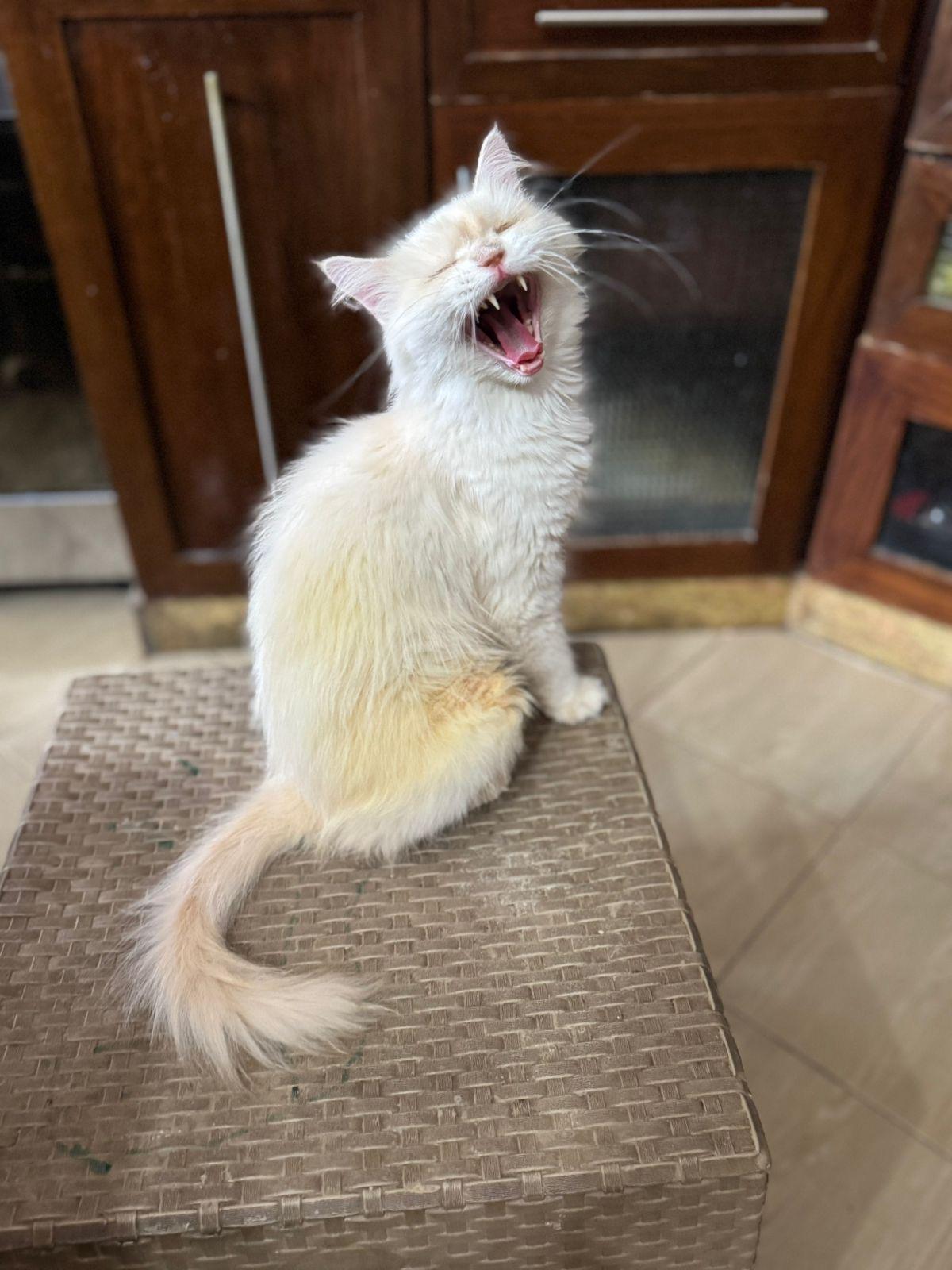 Oliva- Flame Point Ragdoll, an adoptable Ragdoll in Woodbridge, ON, L4l 1j7 | Photo Image 3