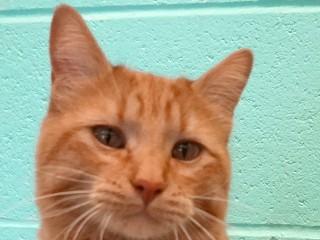 Timmy, an adoptable Tabby, Domestic Short Hair in Anaconda, MT, 59711 | Photo Image 1
