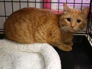 Enlarge Timmy, a Adoptable mixed breed image 6/6