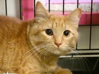 Enlarge Timmy, a Adoptable mixed breed image 5/6