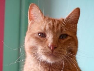 Timmy, an adoptable Tabby, Domestic Short Hair in Anaconda, MT, 59711 | Photo Image 1