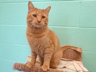 Timmy, an adoptable Tabby, Domestic Short Hair in Anaconda, MT, 59711 | Photo Image 6