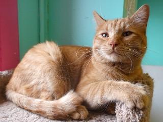 Enlarge Timmy, a Adoptable mixed breed image 4/6