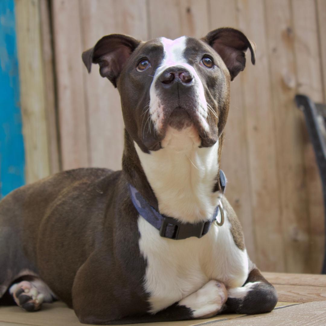 Bobbi, a Adopted mixed breed in Staten island, NY image 2/4