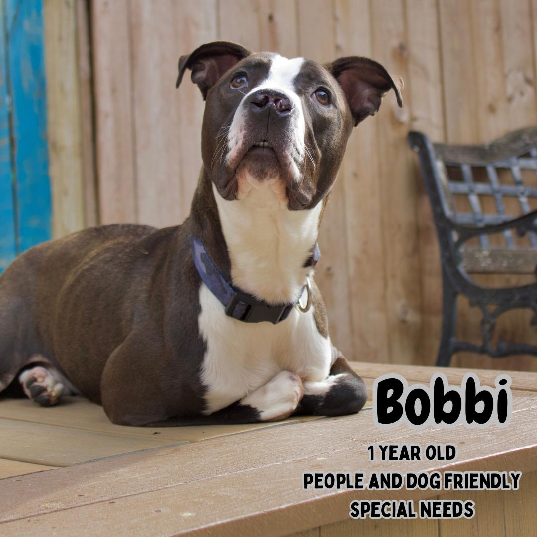 Bobbi, a Adopted mixed breed in Staten island, NY image 1/4