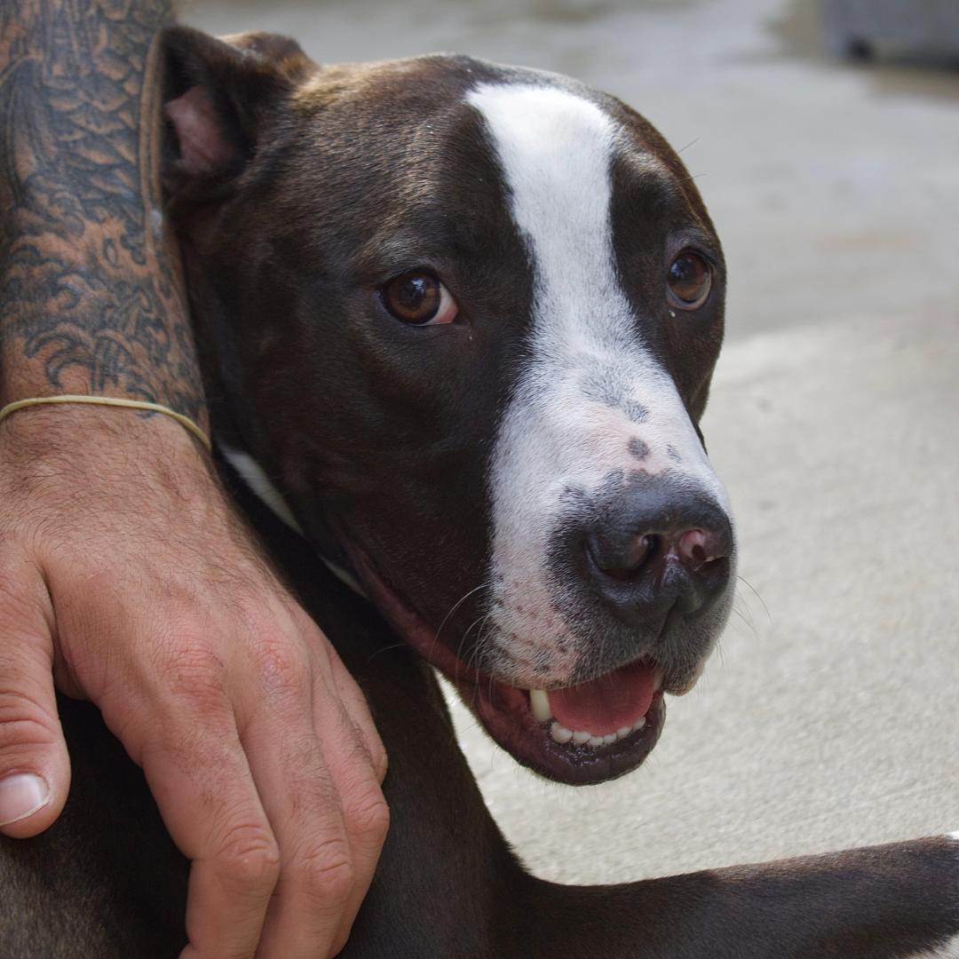 Bobbi, a Adopted mixed breed in Staten island, NY image 3/4