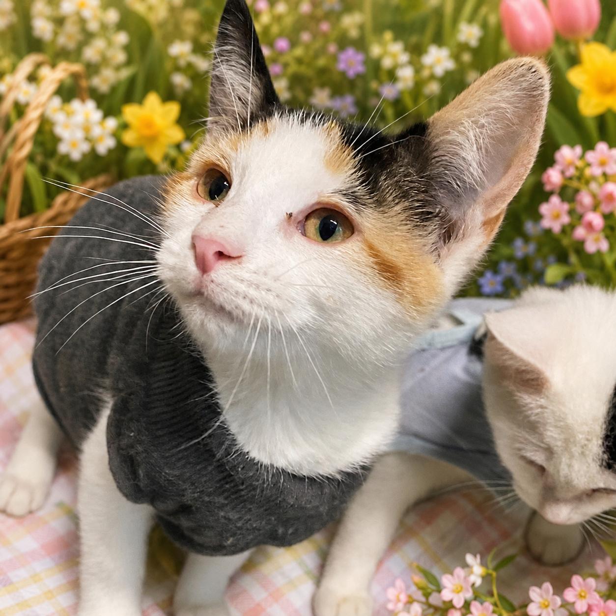 Domino, ADOPTABLE, Young Female Calico.