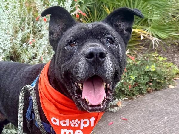 Enlarge Happy, a Adoptable mixed breed in Portland, OR image 6/6