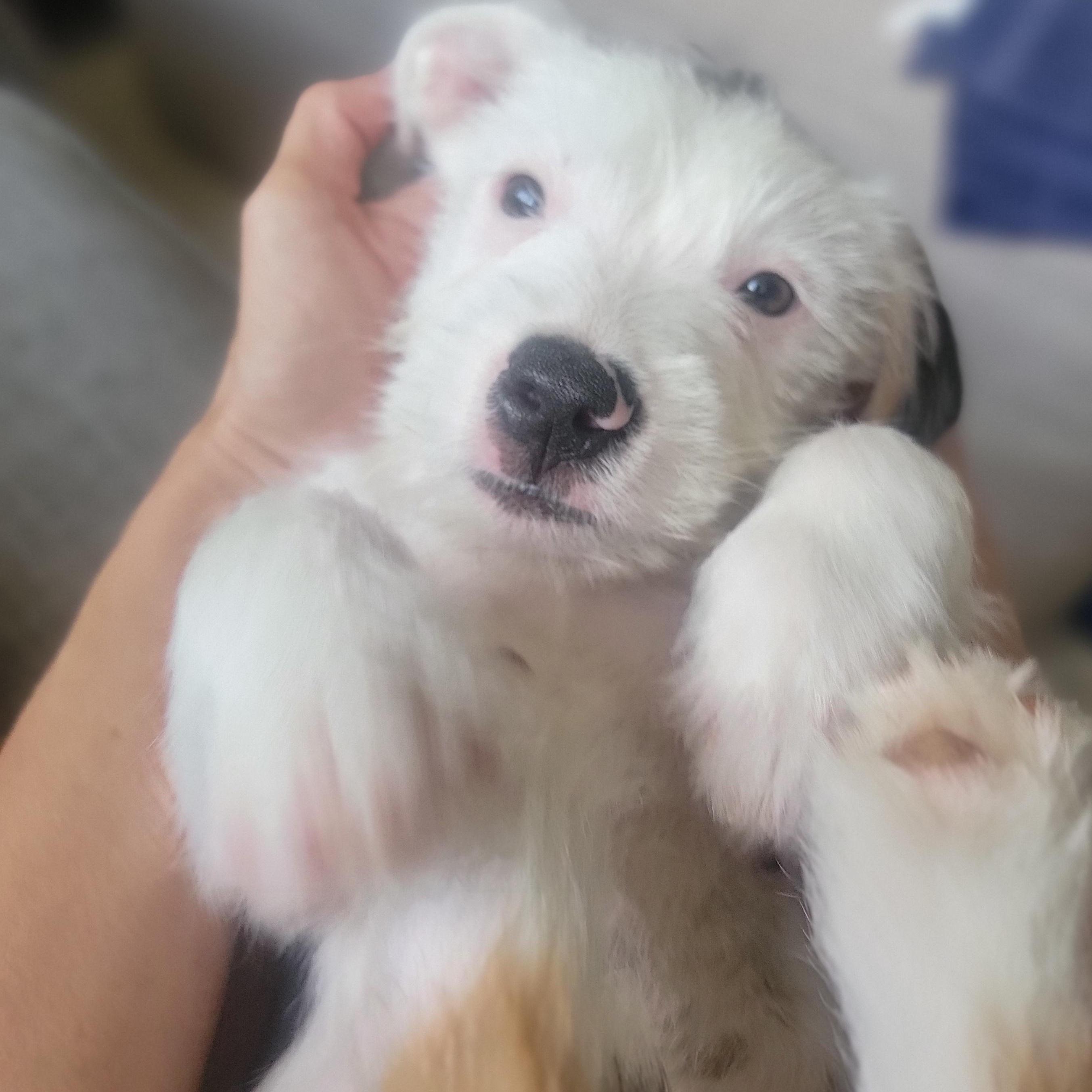 Enlarge Moonie, a Adopted Mixed Breed in West Nyack, NY image 2/6