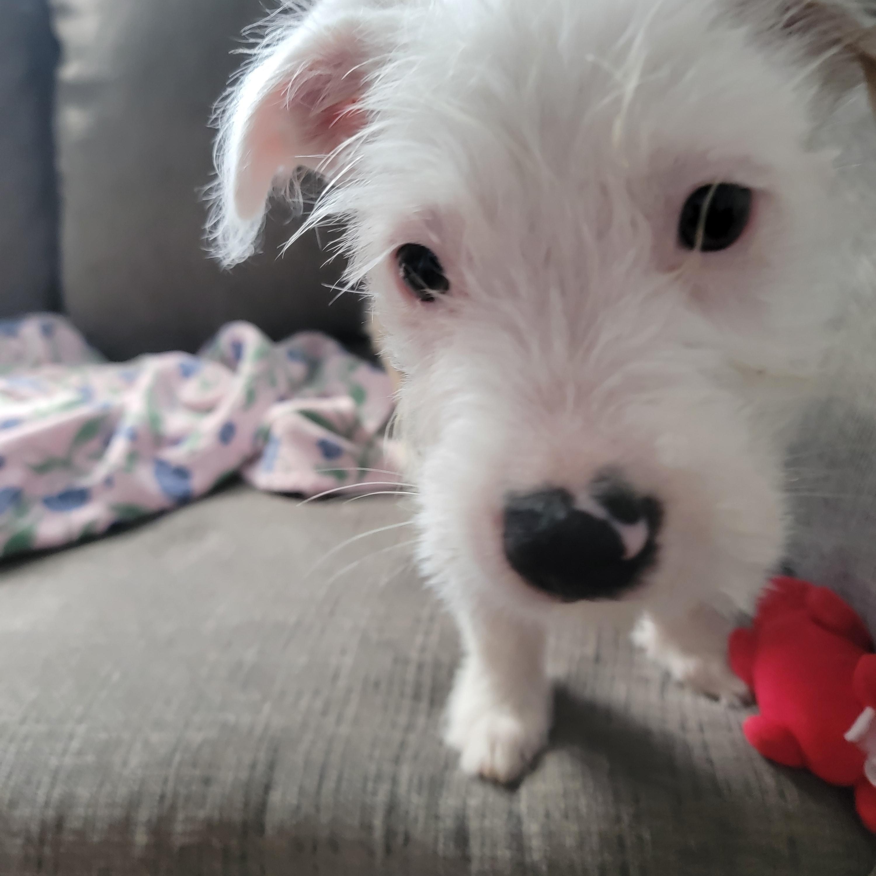 Enlarge Moonie, a Adopted Mixed Breed in West Nyack, NY image 6/6