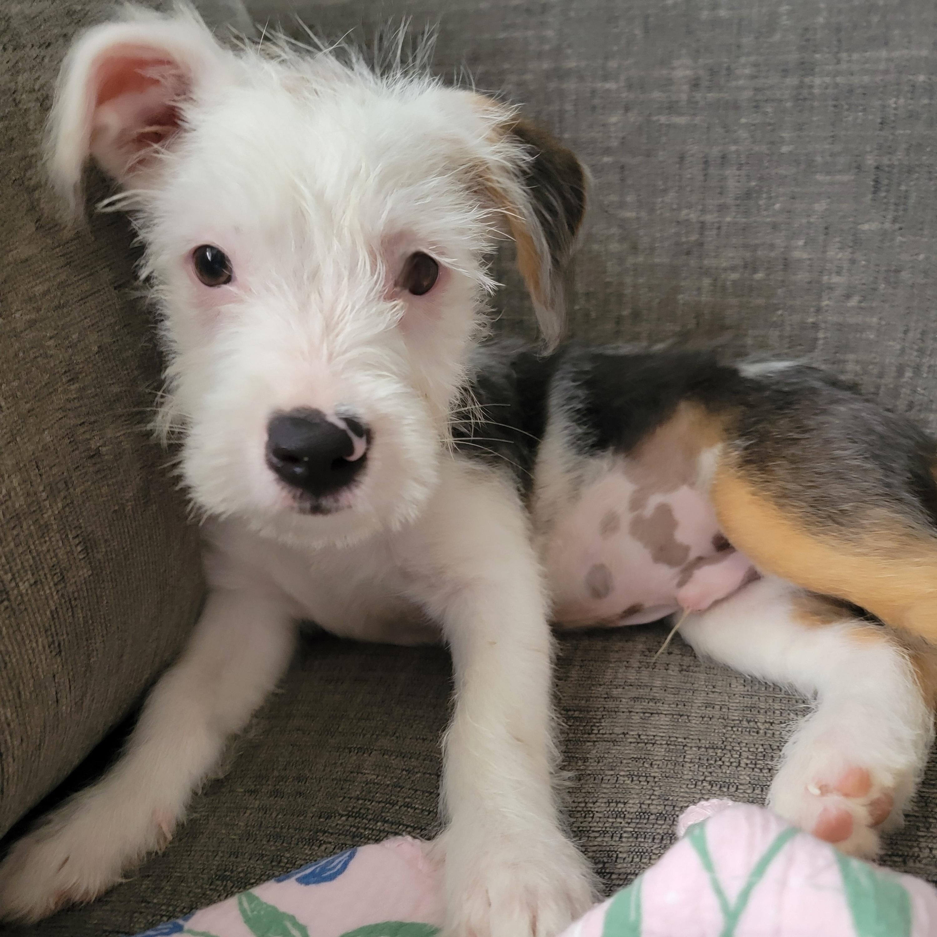 Enlarge Moonie, a Adopted Mixed Breed in West Nyack, NY image 1/6
