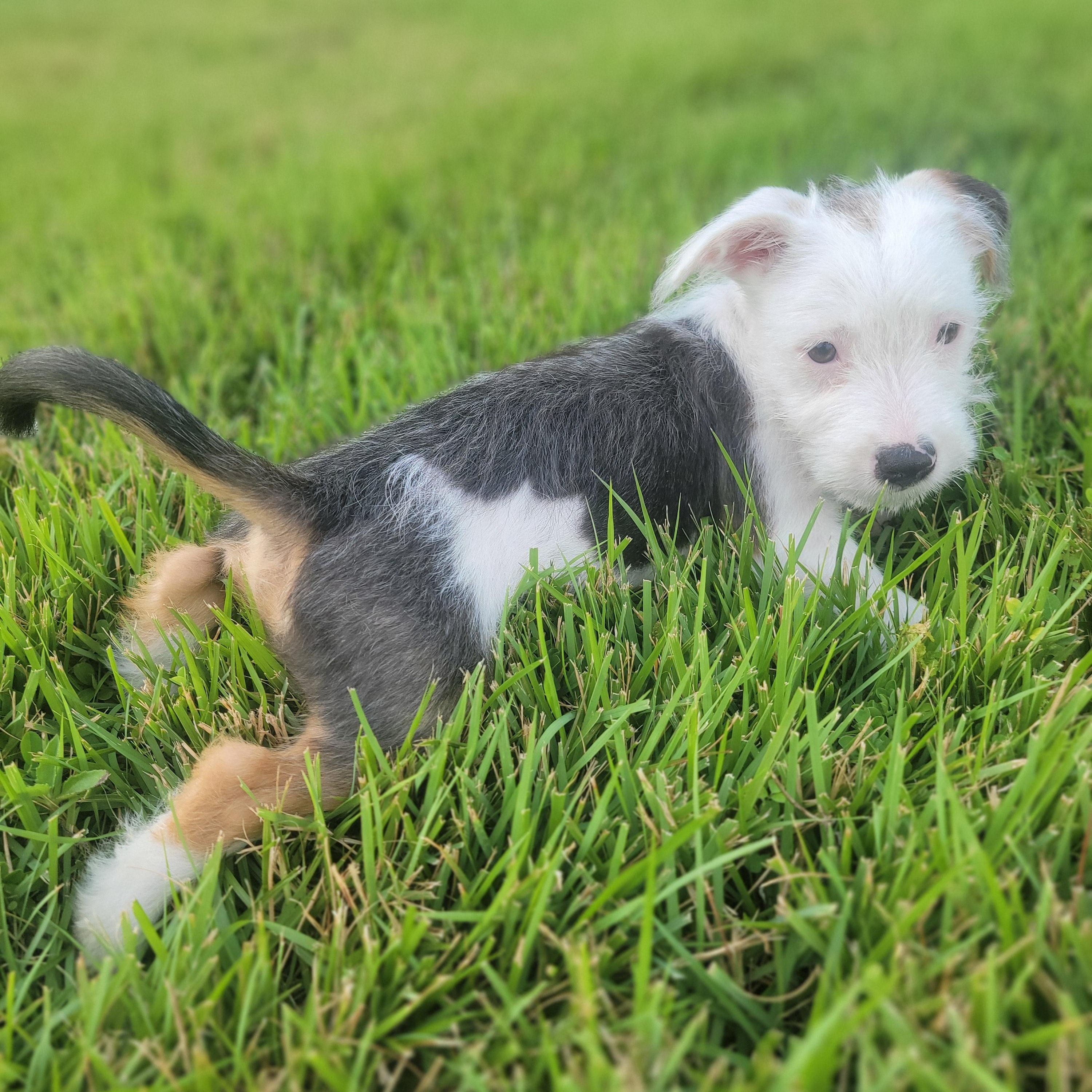 Enlarge Moonie, a Adopted Mixed Breed in West Nyack, NY image 5/6