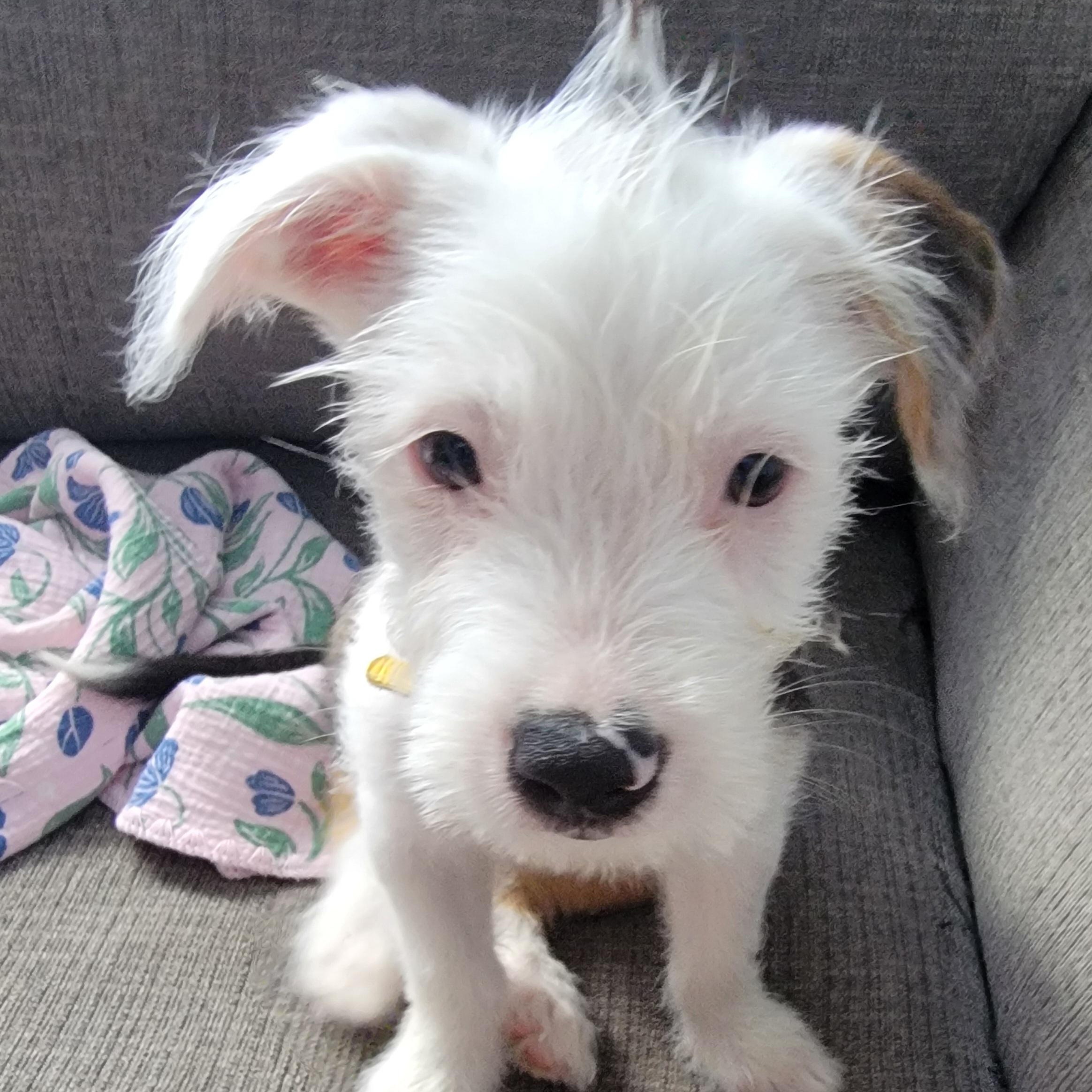 Enlarge Moonie, a Adopted Mixed Breed in West Nyack, NY image 3/6