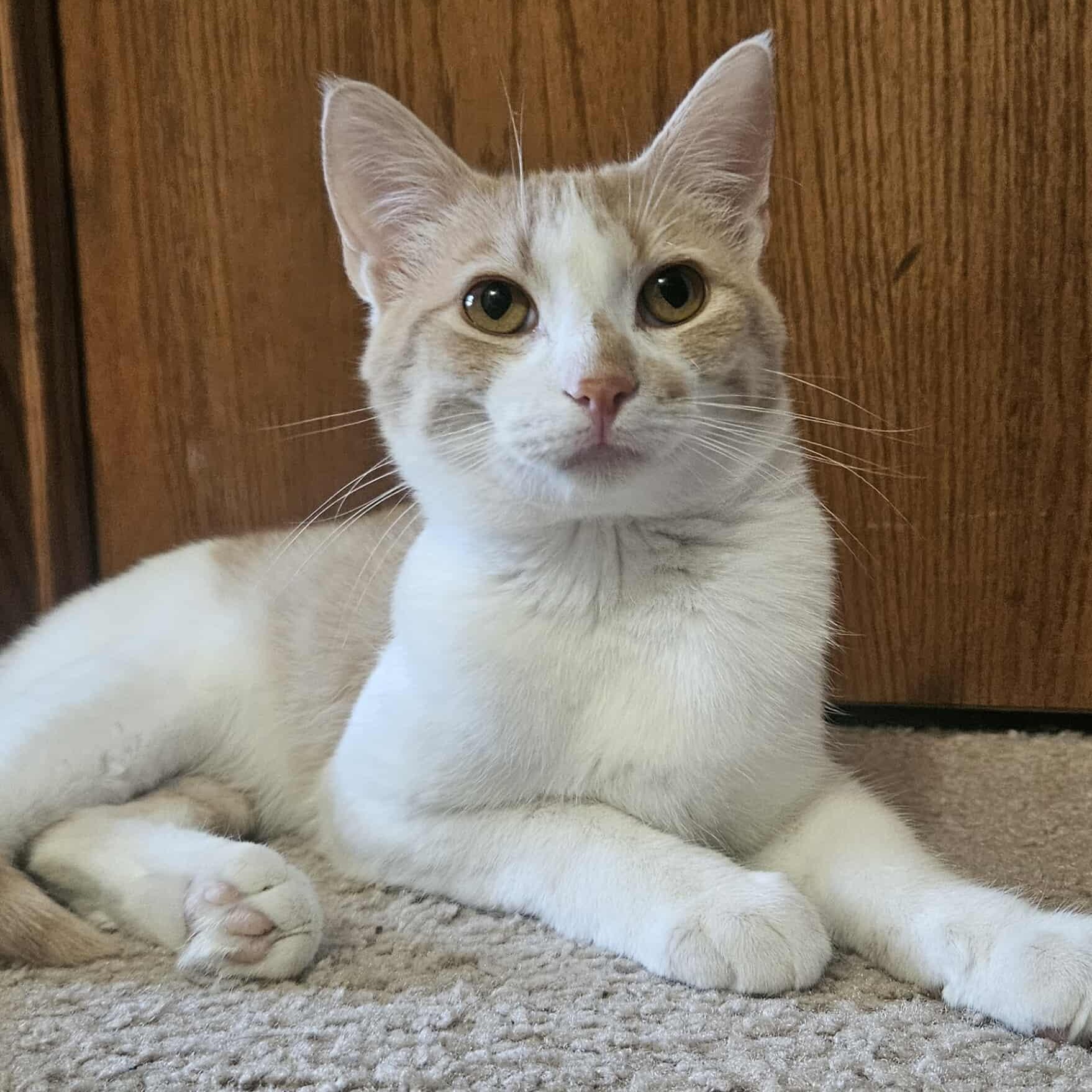 Cameron, Young Male Domestic Short Hair