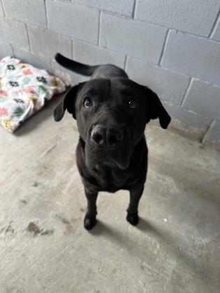 AJ, Adoptable, Adult Male Mixed Breed & Mixed Breed.