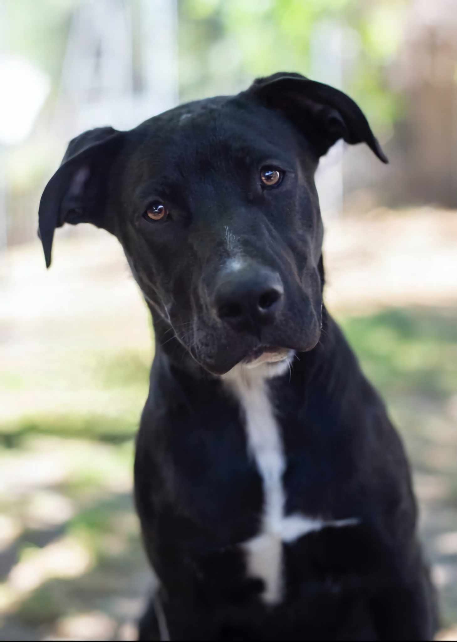 dog-for-adoption-quentin-available-at-charlie-s-little-dog-house-a