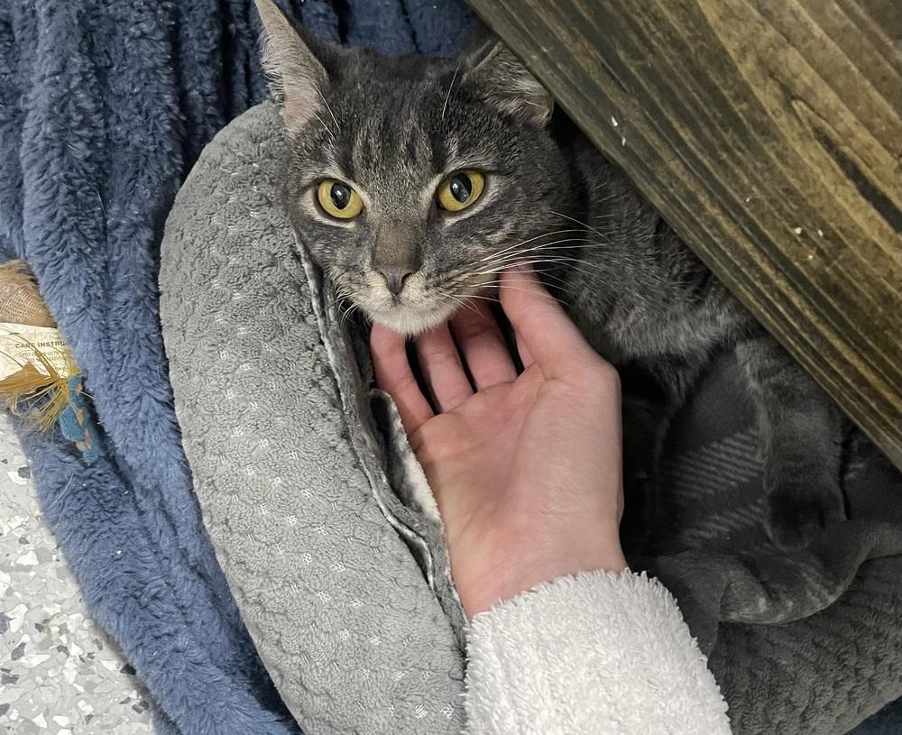 Thunder Turtle, Adoptable, Adult Male Domestic Short Hair.