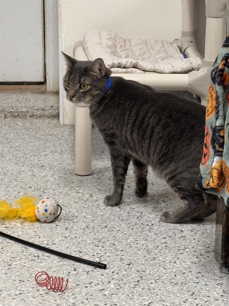 Enlarge Thunder Turtle, a Adoptable Domestic Short Hair in Fort Walton Beach, FL image 1/1