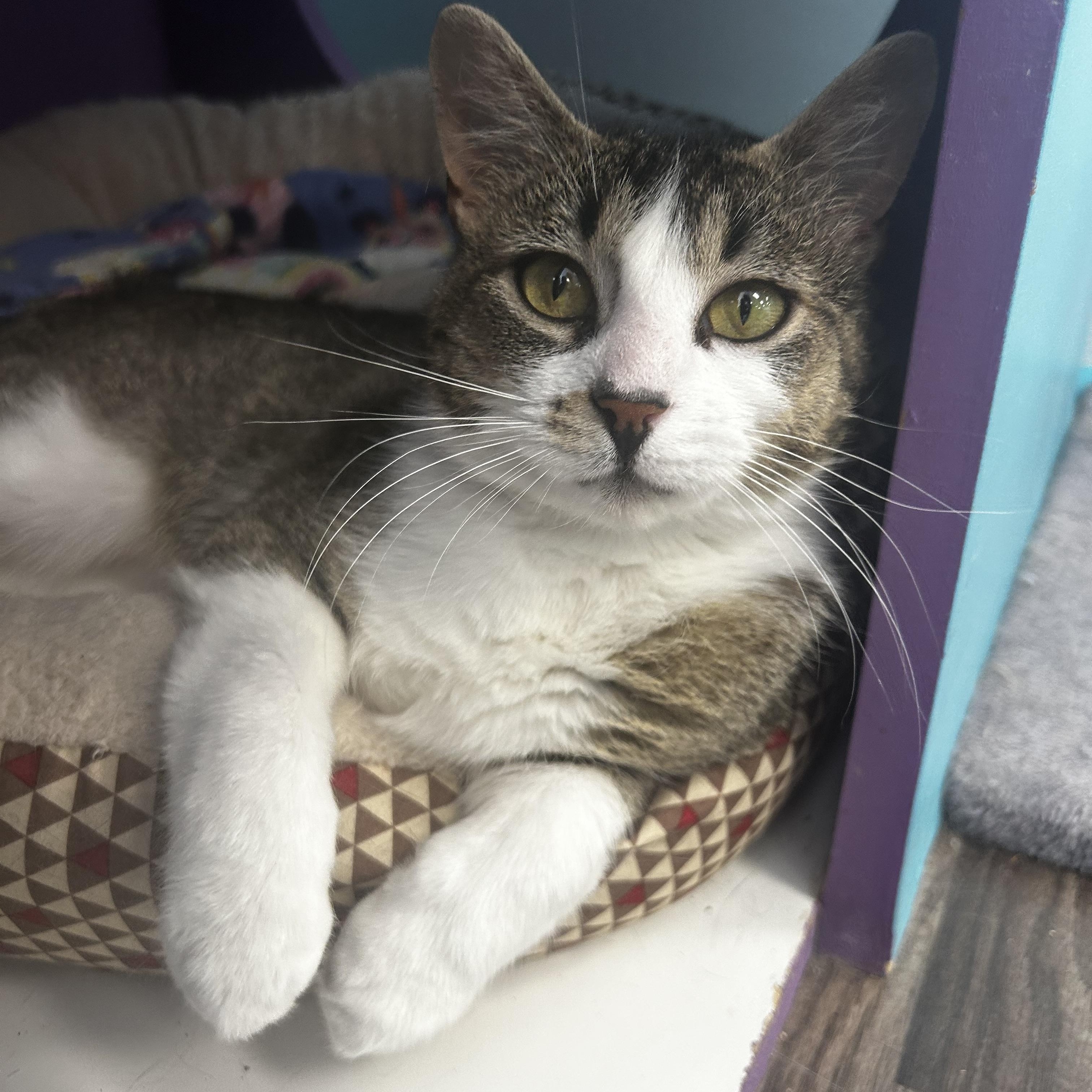 Sara, Adult Female Tabby