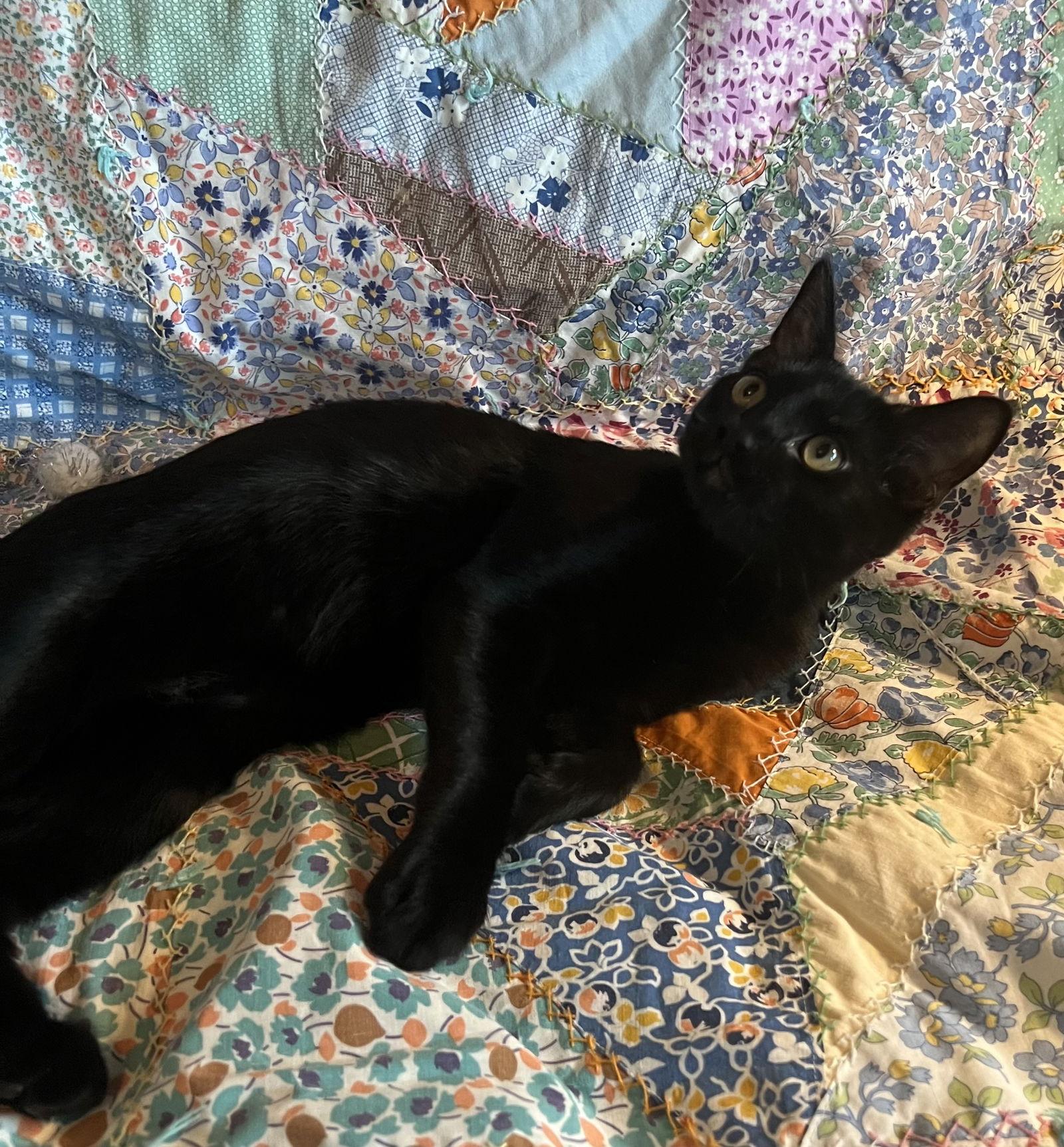 Enlarge Percival, a Adopted Domestic Short Hair in Walnut Creek, CA image 1/1