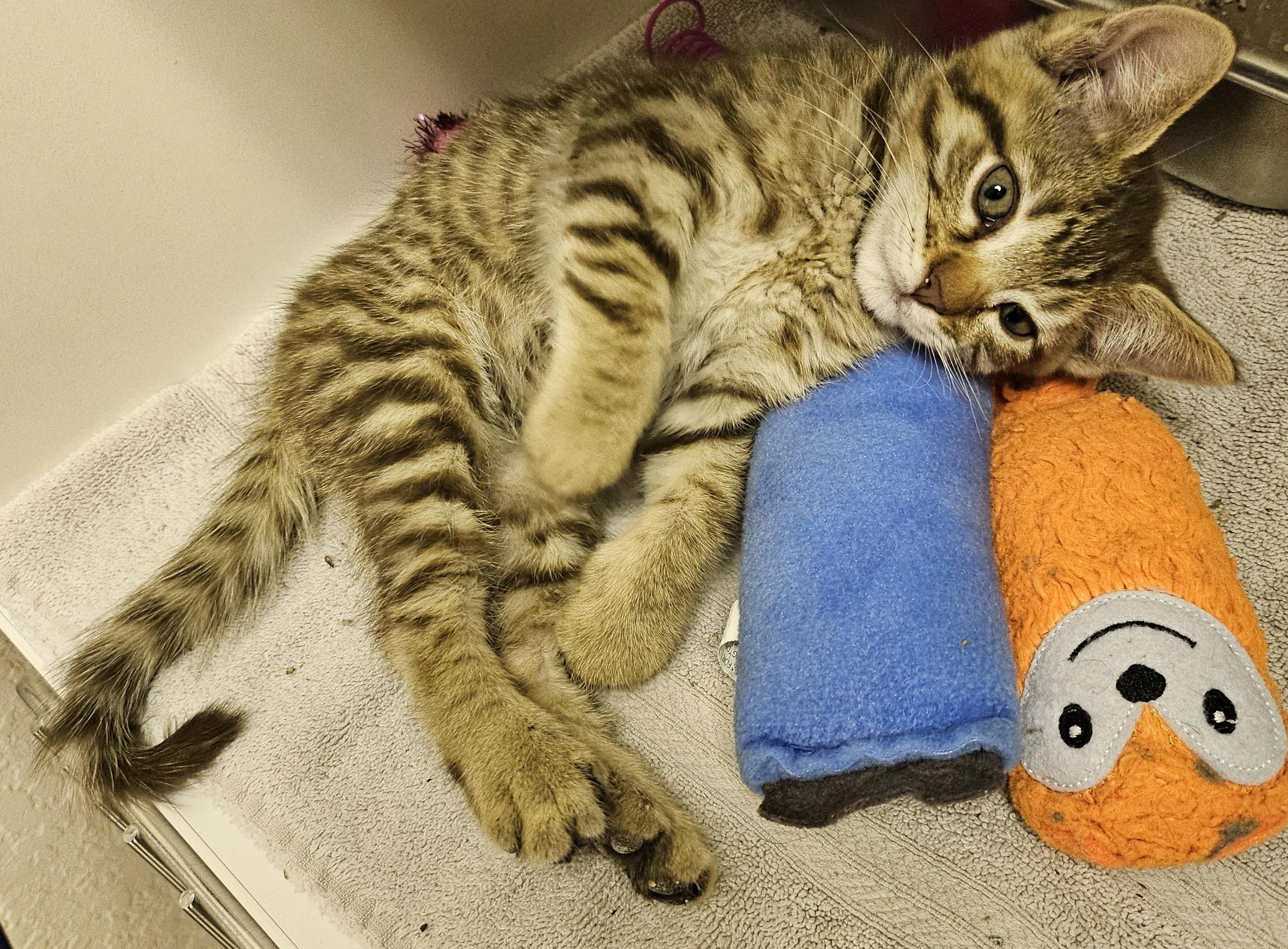 Enlarge Cacao, a Adopted Domestic Short Hair in Tucson, AZ image 1/1