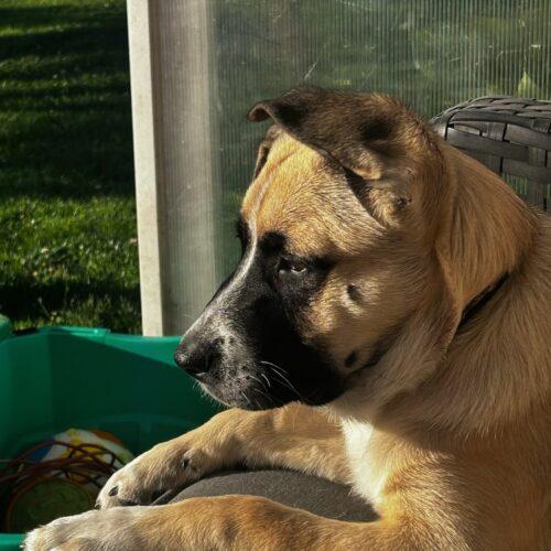Benjamin, Adoptable, Young Male German Shepherd Dog & Husky.