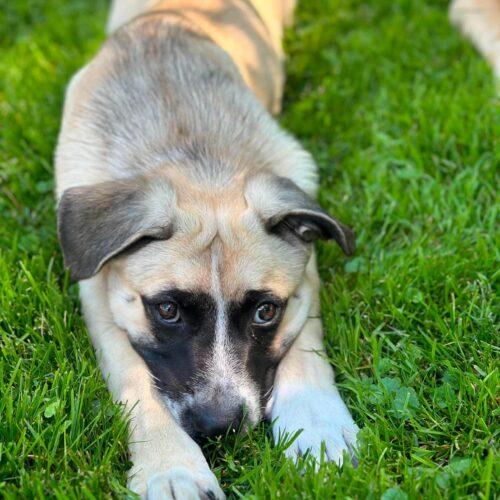 Benjamin, a Adoptable mixed breed in Vienna, ON image 3/6