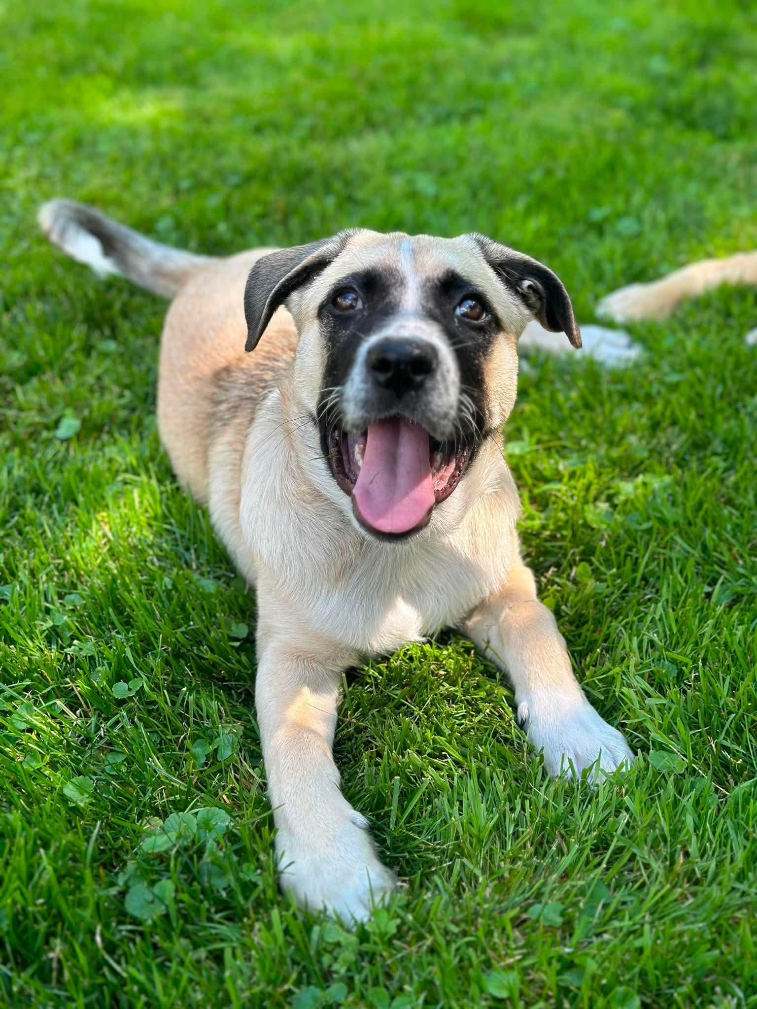 Benjamin, a Adoptable mixed breed in Vienna, ON image 4/6