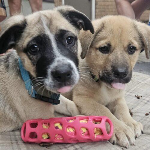 Benjamin, a Adoptable mixed breed in Vienna, ON image 5/6
