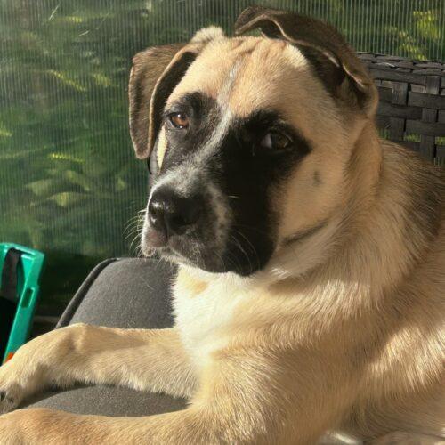 Benjamin, a Adoptable mixed breed in Vienna, ON image 6/6