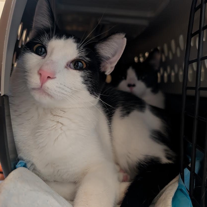 Sunnie, Trixie, Hootie, and Squirt