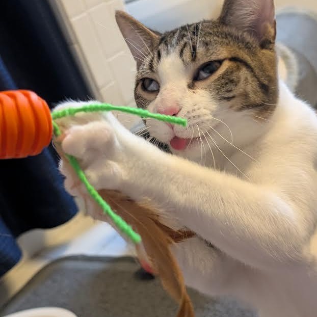 Sunnie, Trixie, Hootie, and Squirt