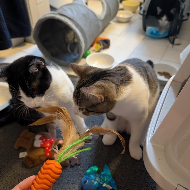 Sunnie, Trixie, Hootie, and Squirt