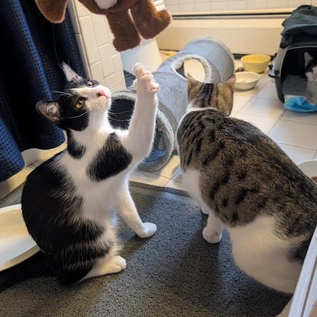 Sunnie, Trixie, Hootie, and Squirt