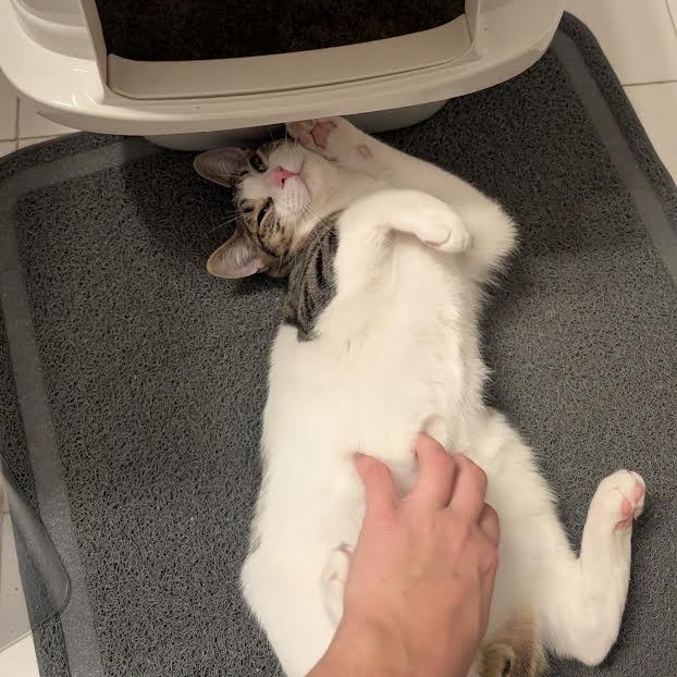 Sunnie, Trixie, Hootie, and Squirt