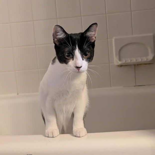 Sunnie, Trixie, Hootie, and Squirt