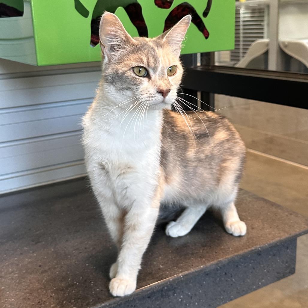Yve, Adoptable, Adult Female Domestic Short Hair.