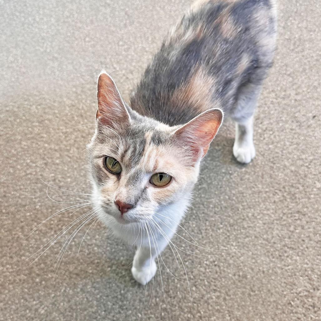 Yve, a Adoptable Domestic Short Hair in Hailey, ID image 2/6