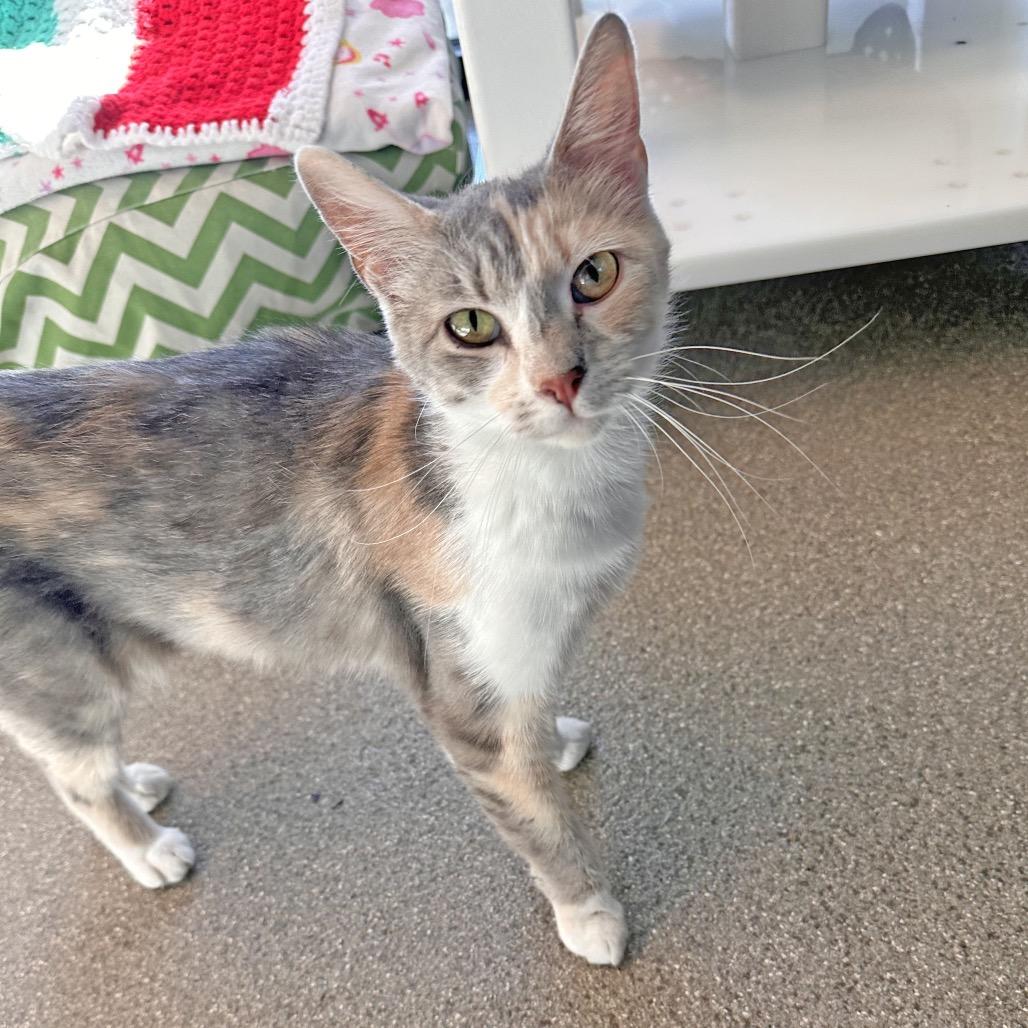 Yve, a Adoptable Domestic Short Hair in Hailey, ID image 3/6